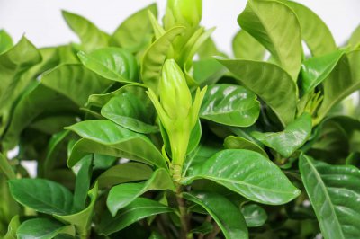 ​栀子花如何修剪枝叶