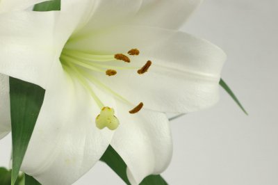 ​百合花的特点