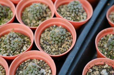 ​多肉移栽后多久晒太阳