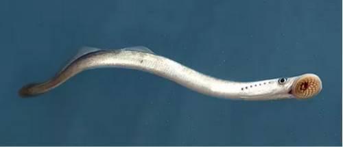 你见过吸血鱼吗？现代科学证实这种传闻是真的