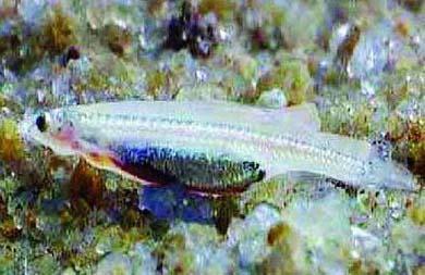 你见过吸血鱼吗？现代科学证实这种传闻是真的