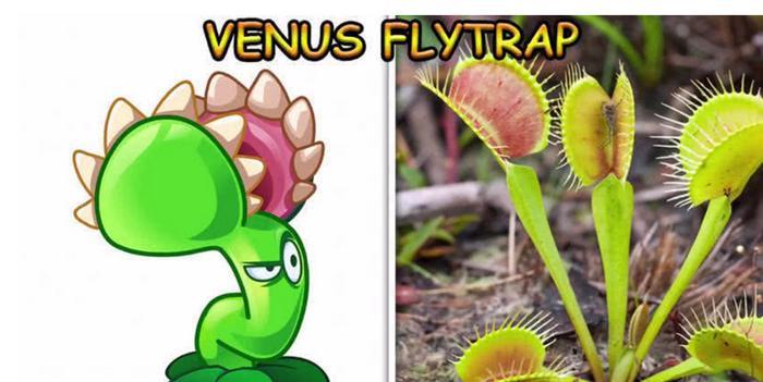 当植物大战僵尸走进现实，火焰树桩难得一见，豌豆射手难以置信？