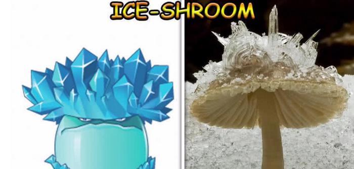 当植物大战僵尸走进现实，火焰树桩难得一见，豌豆射手难以置信？