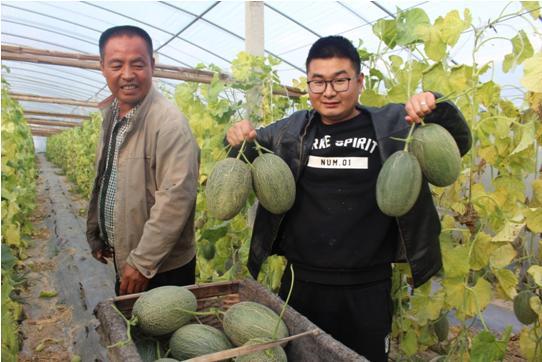 哈密瓜的另外一个品种西州蜜