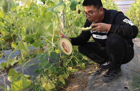 哈密瓜的另外一个品种西州蜜