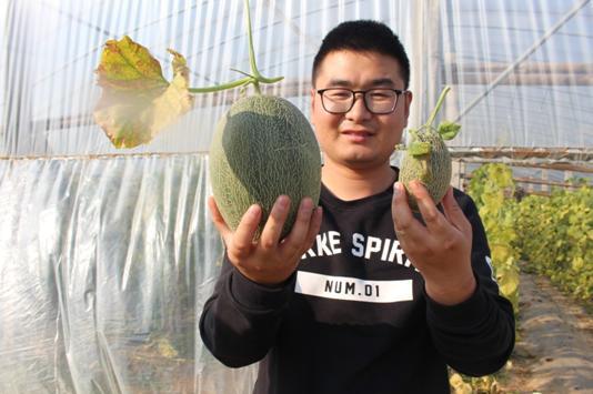 哈密瓜的另外一个品种西州蜜