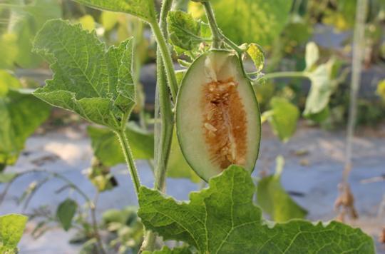 哈密瓜的另外一个品种西州蜜