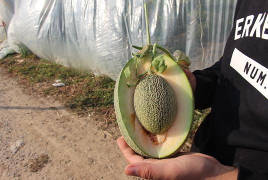 哈密瓜的另外一个品种西州蜜