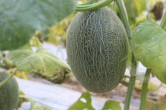 哈密瓜的另外一个品种西州蜜