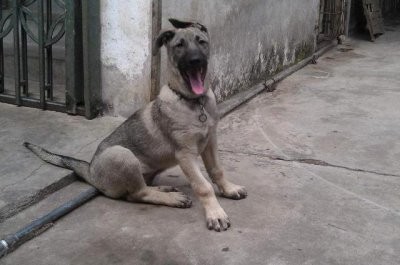 ​猛犬中的＂山寨品＂，本身就不值钱，大家不要上当！