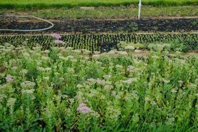 ​姜发芽了怎么种盆栽