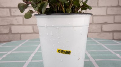 ​薄荷怎么爆盆