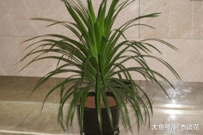 ​枝叶细长, 四季常绿的龙血兰养护和培育知识, 这几点你知道么