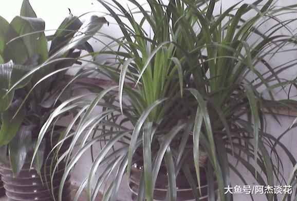 枝叶细长, 四季常绿的龙血兰养护和培育知识, 这几点你知道么