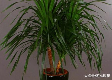 枝叶细长, 四季常绿的龙血兰养护和培育知识, 这几点你知道么