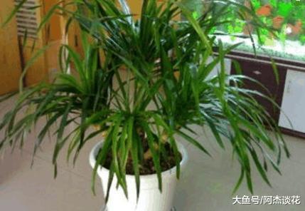 枝叶细长, 四季常绿的龙血兰养护和培育知识, 这几点你知道么