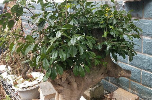 大爷养了8年金弹子,让朋友给“掌掌眼”,朋友说能值一万元!