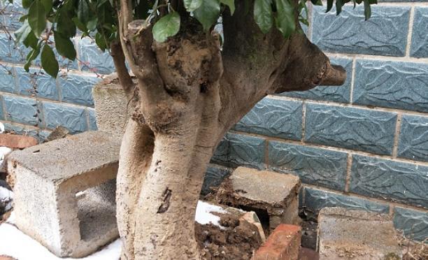 大爷养了8年金弹子,让朋友给“掌掌眼”,朋友说能值一万元!