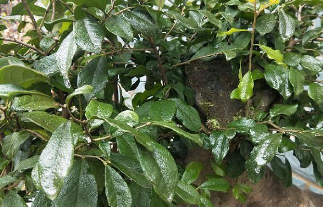 大爷养了8年金弹子,让朋友给“掌掌眼”,朋友说能值一万元!