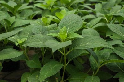 ​绣球花什么时候开花