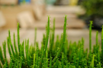 ​光棍树的功效和作用