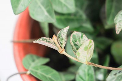 ​络石有哪些品种