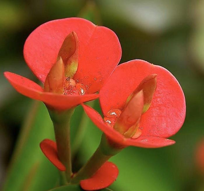 大戟科植物《铁海棠》