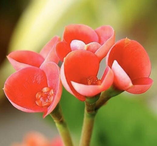 大戟科植物《铁海棠》