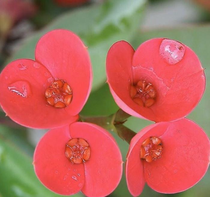 大戟科植物《铁海棠》