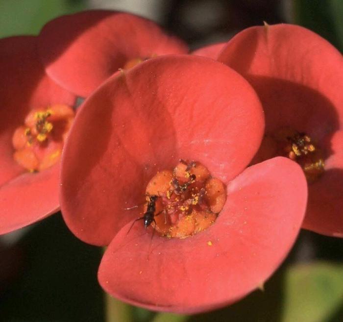 大戟科植物《铁海棠》