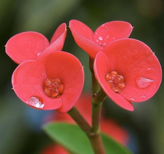大戟科植物《铁海棠》