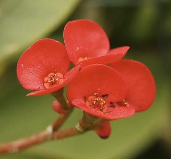 大戟科植物《铁海棠》