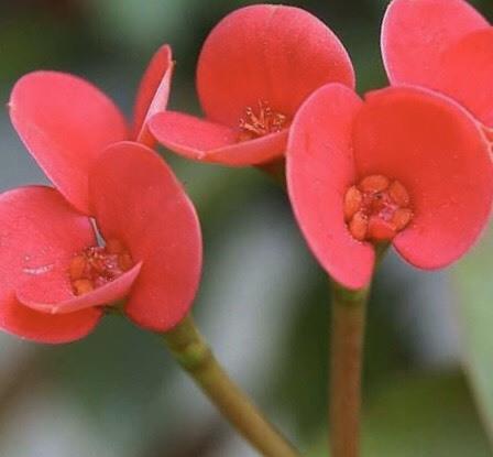 大戟科植物《铁海棠》