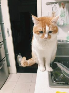 ​呆呆完美的诠释了什么叫望眼欲穿，望穿秋水