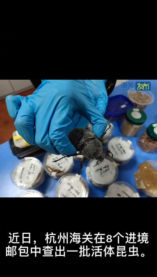 虫恐慎入！苏门答腊巨扁锹甲、毛象大兜虫 海关截获非法邮寄入境活体昆虫58只