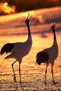 ​丹顶鹤 头顶鲜红色的大型杂食性涉禽 鹤形目鹤科鸟类……