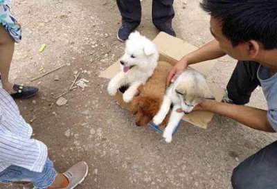 ​大爷300卖哈士奇，男子对半砍180就买到，网友一番话让所有人都震惊.......