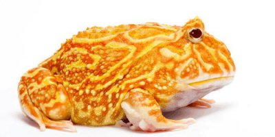 ​黄金角蛙又名“招财蛙”的养殖办法, 生蝌蚪前要考虑好哦! ~