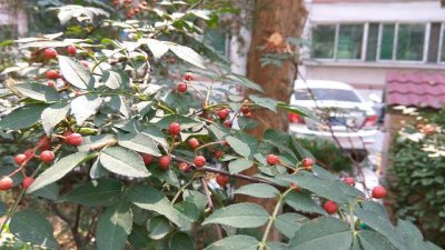 ​花椒籽儿妙用,吃撑了用它,堪比健胃消食片!