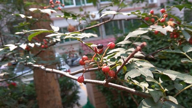 花椒籽儿妙用,吃撑了用它,堪比健胃消食片!