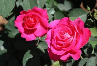 ​大红灯笼高高挂！未来3年鸿福缠身，事业有成，这3生肖赚大钱财