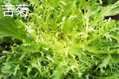 ​苦菊和蒲公英的区别