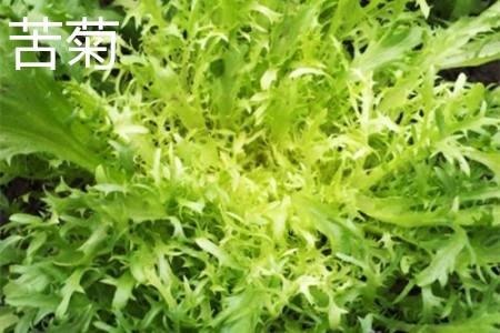 苦菊叶子.jpg 苦菊叶子.jpg