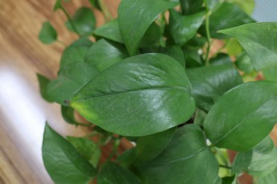 ​绿萝柱怎么养