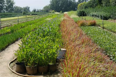 ​梭鱼草有毒吗，可以在家养吗