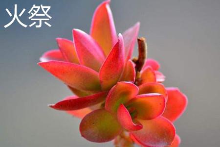 火祭 火祭