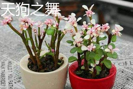 天狗之舞 天狗之舞