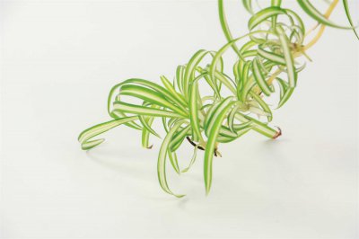 ​无奈而又给人希望的花——吊兰