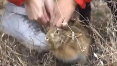 ​凤凰视频怎样下载（凤凰卫视直播入口)