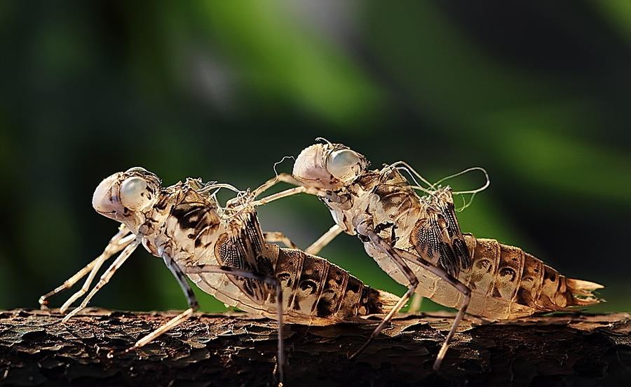 金蝉脱壳的意思:金蝉脱壳,是什么意思?